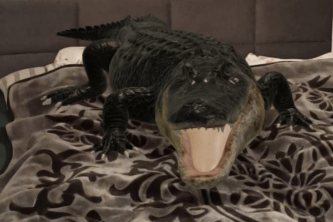 aligator 3D Google na łóżku