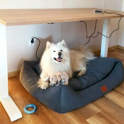 Biurko elektryczne Elzap i nasz pies samoyed Laki