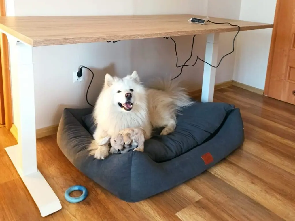 biurko z elektryczną regulacją wysokości ELZAP i pies Samoyed