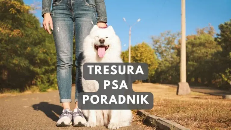 Tresura psa czyli jak wychować psa od szczeniaka - Poradnik - Ebook