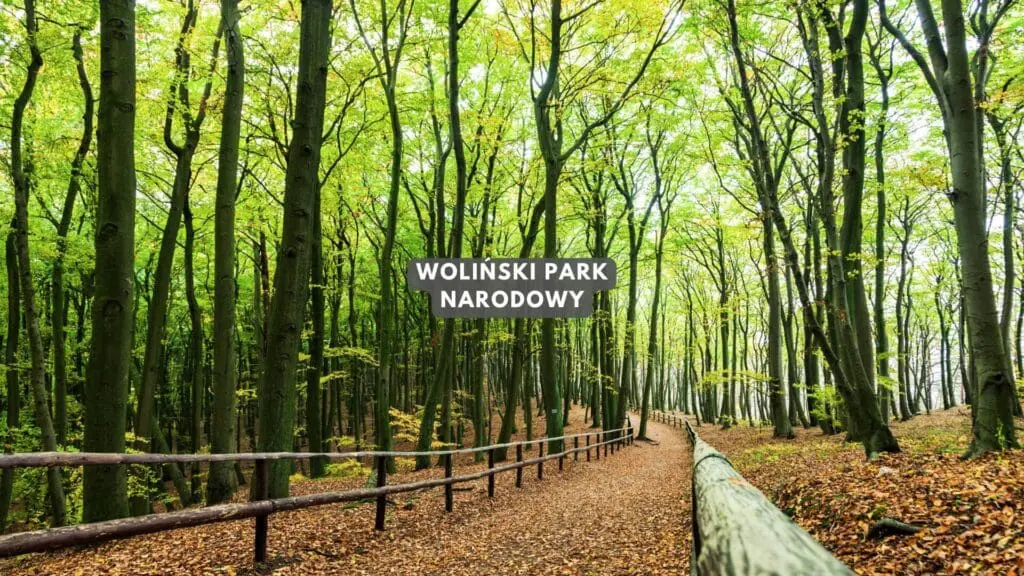 Atrakcje w Świnoujściu - woliński park narodowy