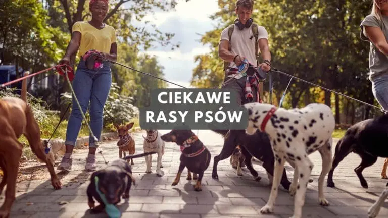Ciekawe rasy psów - małe, duże, średnie, wszystkie