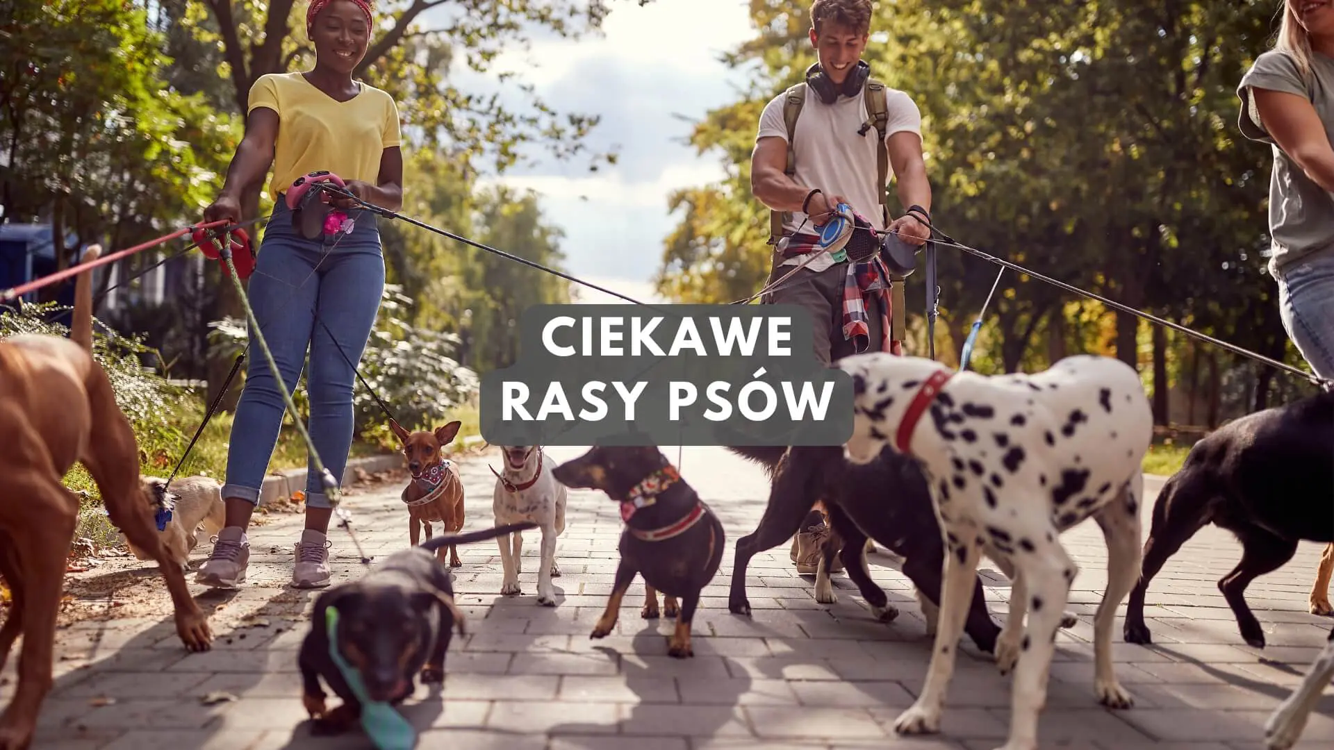Ciekawe rasy psów - małe, duże, średnie, wszystkie
