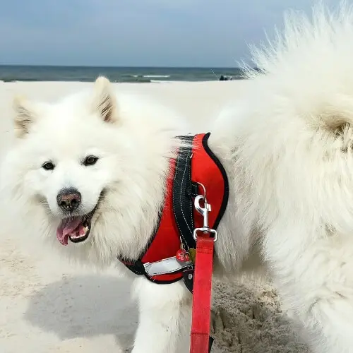 rasy psów - samoyed laki