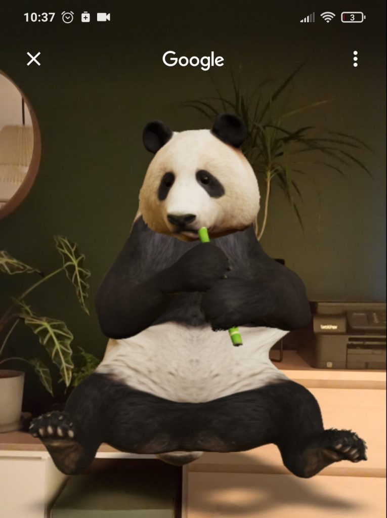 Zwierzę Panda wcina bambus i jest w swojej przestrzeni 3D